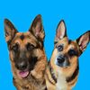 barkinwiththebryants