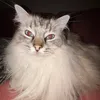 purefemalehaze