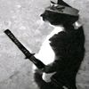 gato.ronaldo2