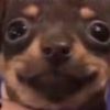 perrito_chancludo