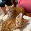 fredandgeorgiecats