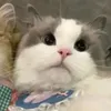 nekowo96