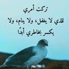 abu.mersal.al.sai