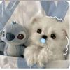 lasofi_516