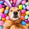 dou.cutedog21