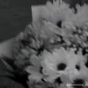 lomeaikiaroi246