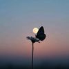 shenia_31593