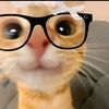 auliaumr12