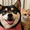 funnypets.666