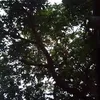 redleigth