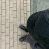 mindset_lionel