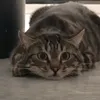 alanhalotaaaa