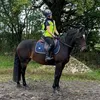 equine_mollie13