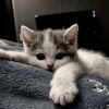 arya.tenkushaaa