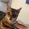farahkcoree