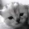 kotiiiii05.06.2025uuuu