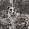 dogs_aux3