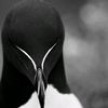 ammar.yasser3922