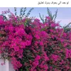chamali167