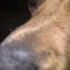 happydog1234568