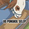 UD PONGKOL SELEP