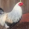 3jjjgamefarm