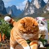 Orange cat