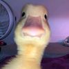 dendra_ester1