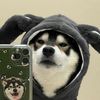 puppybaby6