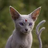 creatures.wow