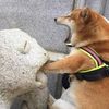 dogs247