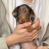 Levi the sausage
