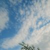 sarh_780