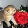 cat_lovell5