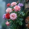 simla3128