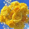 sumonkhan9771