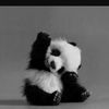 softballpanda4