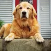 lomka999_