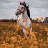 fatimah.aloutaibi