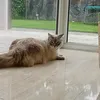 simba.guapo