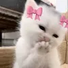 rr_s49