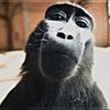 rizzmonkey75