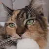celineecats