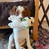 zeusthebrittany0