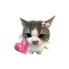 zch_chan24