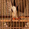 vietchimchaomao93