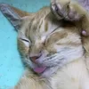 natalisod12