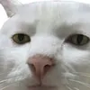 KaynXinh