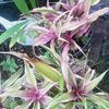ro.diah87