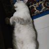 mirzaaaja09